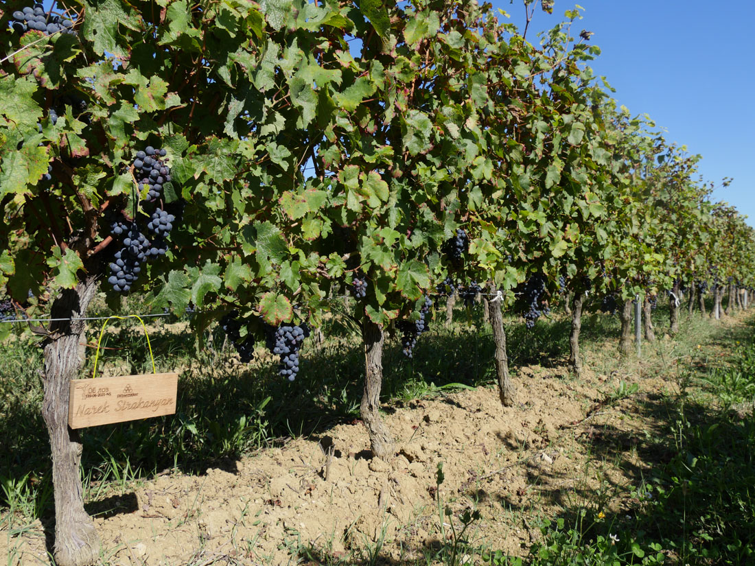 Виноградник на урожай